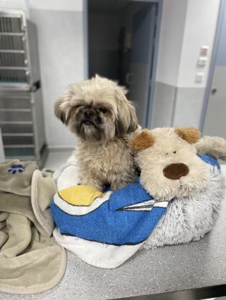 Vétérinaire Vet-Urgentys OUEST | Urgence Vétérinaire de Garde Toulouse 0