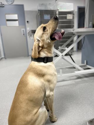 Vétérinaire Vet-Urgentys OUEST | Urgence Vétérinaire de Garde Toulouse 0