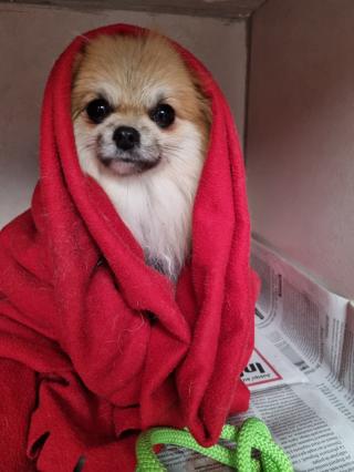 Vétérinaire Clinique vétérinaire de Jolimont 0