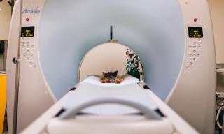 Vétérinaire Centre Hospitalier Vétérinaire AniCura Aquivet 2