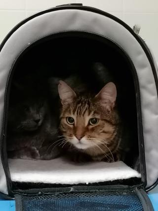 Vétérinaire Clinique Vétérinaire Alliance 0