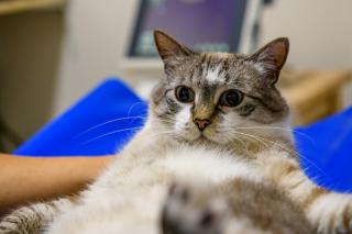 Vétérinaire Clinique vétérinaire dédiée aux chats, lapins et rongeurs 
