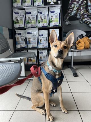 Vétérinaire Clinique vétérinaire Haut-Brion 2