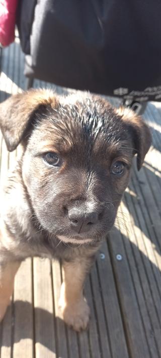 Vétérinaire Cristina Escudero 0