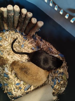 Vétérinaire Clinique vétérinaire de l'Aiguelongue 0