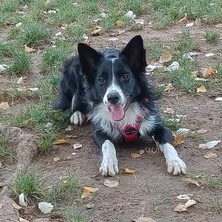 Vétérinaire City Véto 1