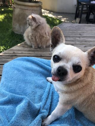 Vétérinaire City Véto 0