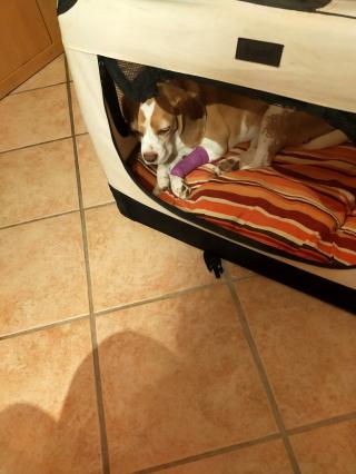 Vétérinaire Clinique vétérinaire AGORAVET 0