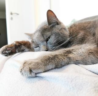 Vétérinaire Clinique Vétérinaire LC Vet 0