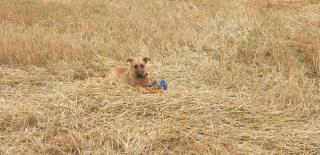 Vétérinaire Clinique Vétérinaire des Vosges - La Robertsau (Carpentier-Gouriou-Wagner) 0