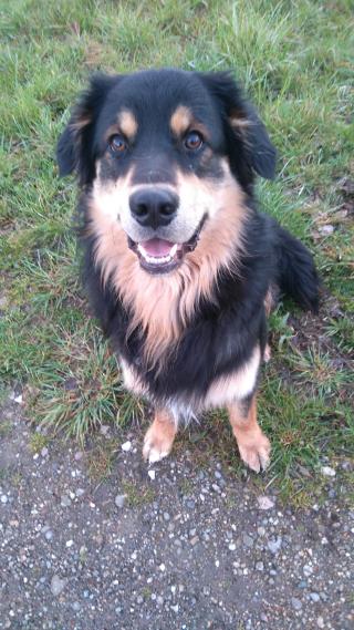 Vétérinaire Cabinet Vétérinaire du Centre 0