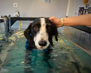 Vétérinaire Clinique Vétérinaire Vet 24 0