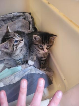 Vétérinaire Happy'Vet 2