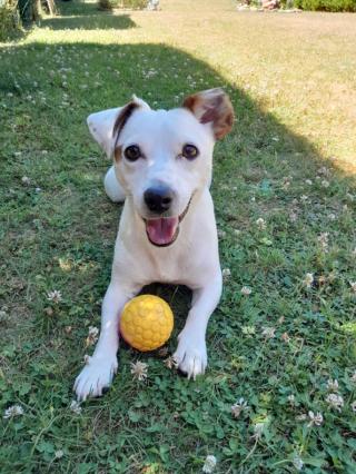 Vétérinaire Clinique Vétérinaire IOVET 0