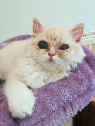 Vétérinaire Clinique Vétérinaire IOVET 0