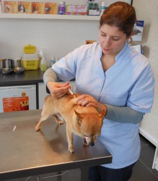 Vétérinaire Cabinet vétérinaire des Quais 0