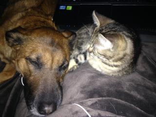 Vétérinaire Clinique Vétérinaire de Lille Fives 0