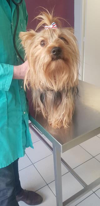 Vétérinaire Clinique Vétérinaire Bourbouze-Beloeil 2