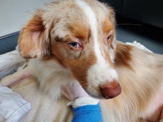 Vétérinaire Clinique Vétérinaire Mon Véto Bruz 0