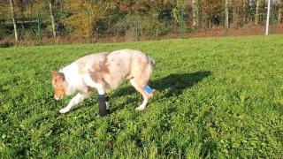 Vétérinaire Clinique vétérinaire Ille et Vet Bruz 2