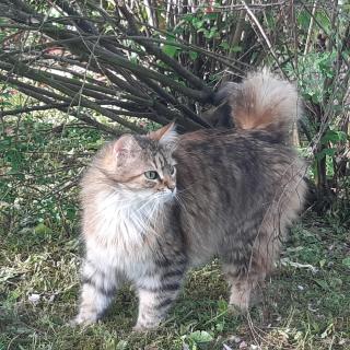 Vétérinaire Clinique Vétérinaire Du Salon 1