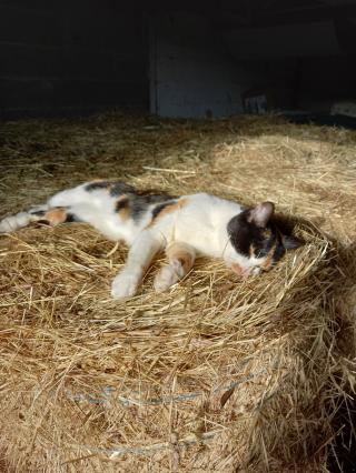 Vétérinaire Cabinet Vétérinaire St François 2