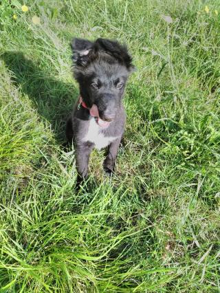 Vétérinaire Clinique Vétérinaire des Pêcheurs d'Islande 0