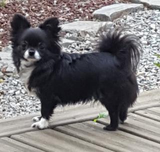 Vétérinaire Clinique Vétérinaire Artemis 0