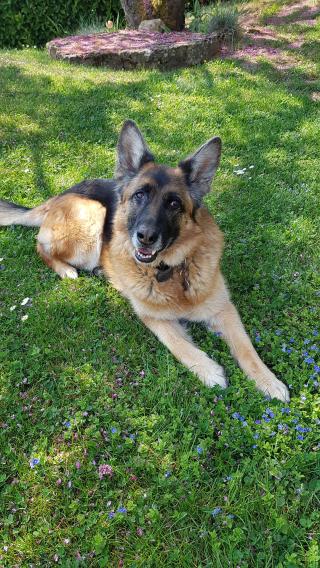 Vétérinaire Vétérinaires Drs ANJOLRAS JONGH ARAGON 1