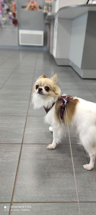 Vétérinaire Vet Passion 1