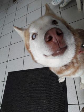 Vétérinaire Cabinet Vétérinaire Penin Didier 0