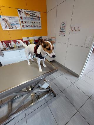 Vétérinaire Cabinet Vétérinaire MyVet - Saint Etienne de Montluc 0