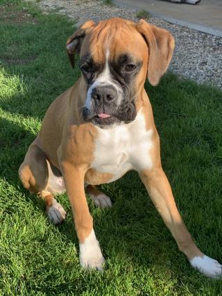 Vétérinaire Clinique Vétérinaire du Petit Pont Dr SAGRAFENA et Dr SIBILLE 2