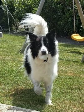 Vétérinaire Dr Sylvie Barre et Dr Stéphanie Le Gall 0