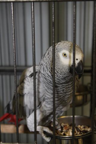 Vétérinaire Cabinet Vétérinaire Médico-Chirurgical de la Corderie Dr Stéphanie Ravilly 2