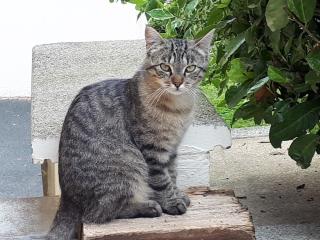 Vétérinaire Clinique Vétérinaire des Prés 2