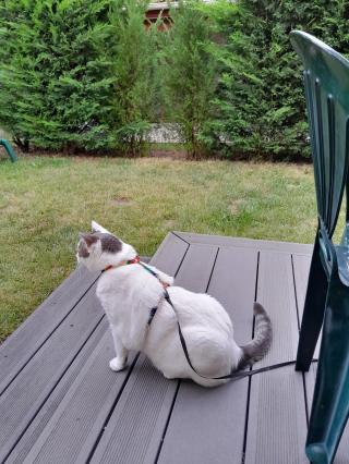 Vétérinaire Clinique Veterinaire St Bernard 0