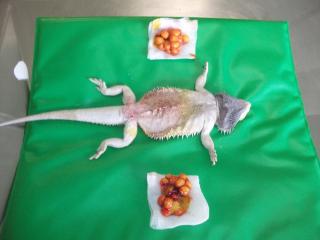 Vétérinaire Clinique Vétérinaire de la Loue 2