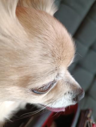 Vétérinaire Clinique vétérinaire Dr Armand 2