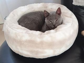 Vétérinaire Clinique Vétérinaire Montgardé 0