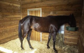 Vétérinaire Cabinet Vétérinaire Equin 2