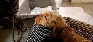 Vétérinaire Choquart Véronique 1