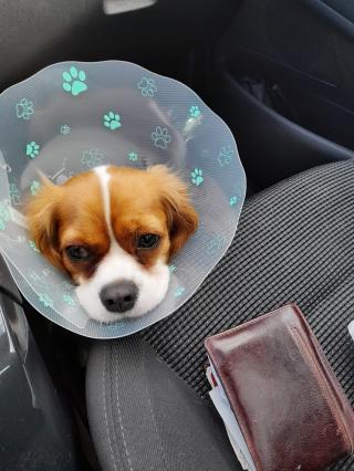 Vétérinaire Clinique Vétérinaire Kerzouvet Landivisiau 0