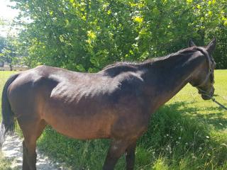 Vétérinaire Ma'Veto - Docteure Marion Boidot - Vétérinaire Equin 0
