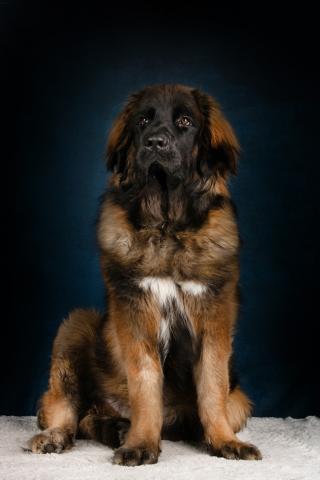 Vétérinaire Clinique vétérinaire Felis Canis Camon 0