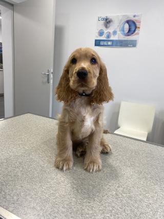 Vétérinaire Cabinet vétérinaire de Cagny - Sevetys 0