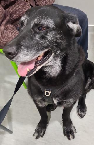 Vétérinaire Clinique Vétérinaire de la Pointe -Drs Pelissier 1