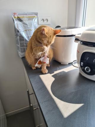 Vétérinaire Cabinet Vétérinaire du Val d'Origny - Drs Deroissart O. & Wybaillie K. 0