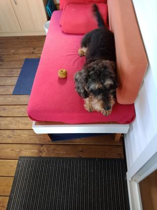 Vétérinaire Clinique Vétérinaire Expansia 2