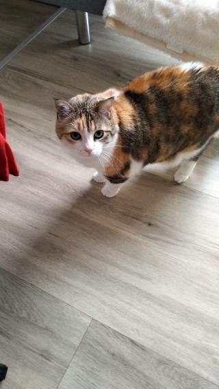 Vétérinaire Clinique Vétérinaire de l'Océan 2